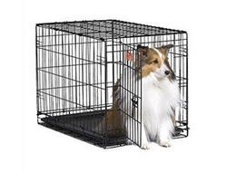 pet supplies